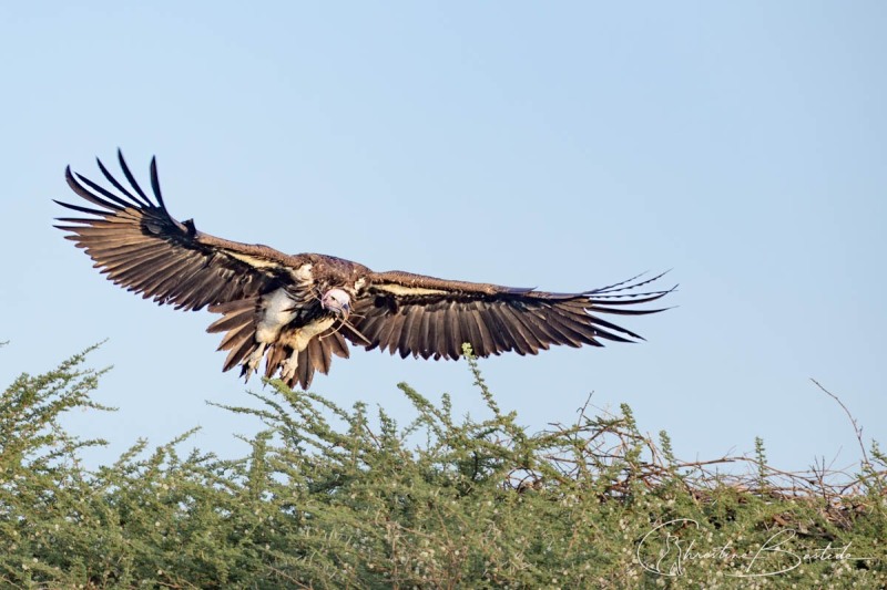 Rapace retour au nid