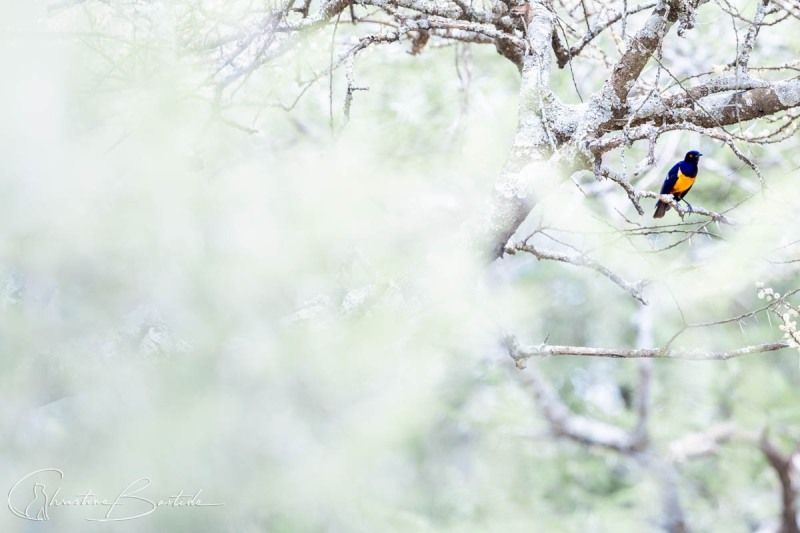 Entre les acacias en fleurs