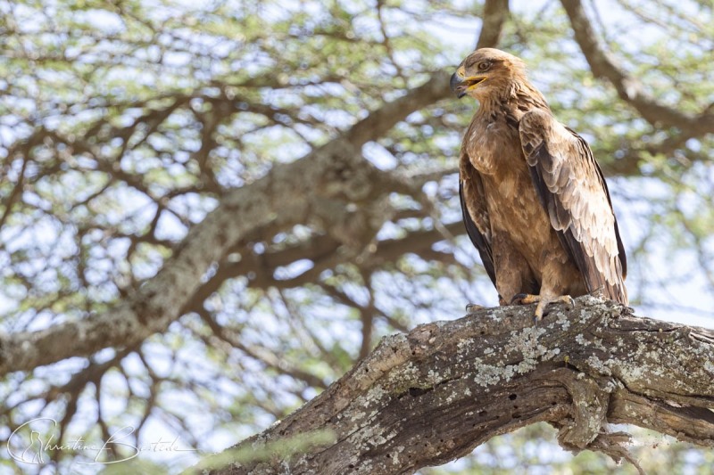 Aigle