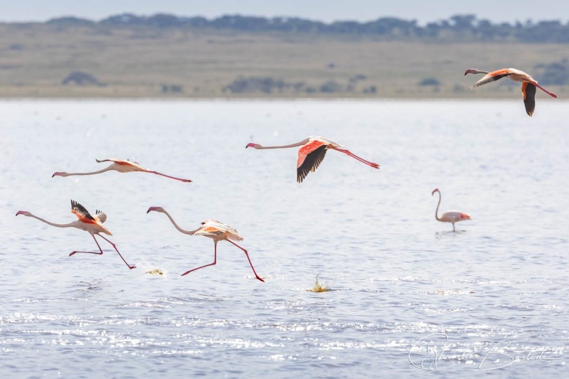 Envol des flamants roses