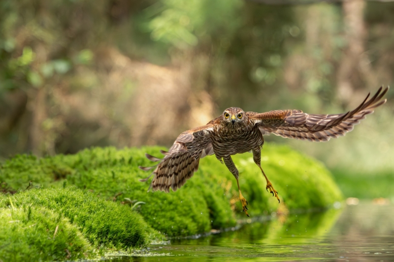 Christine-Bastide-17