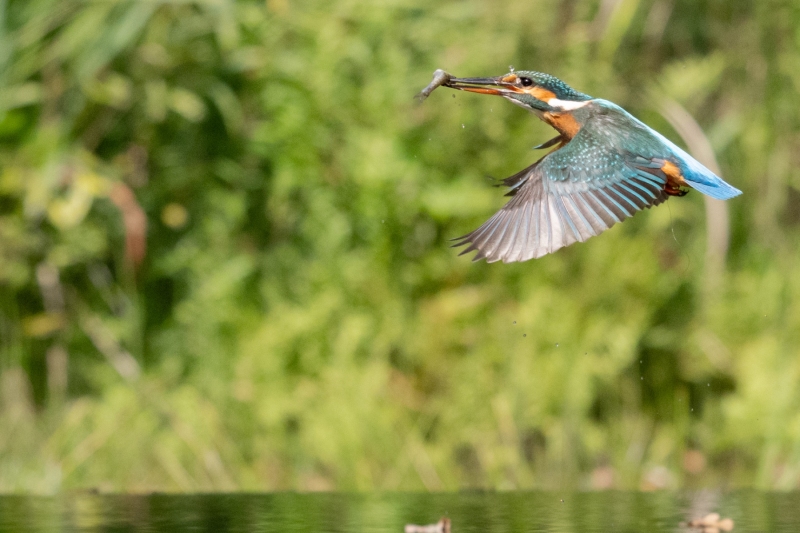 Bonne pêche du martin pêcheur
