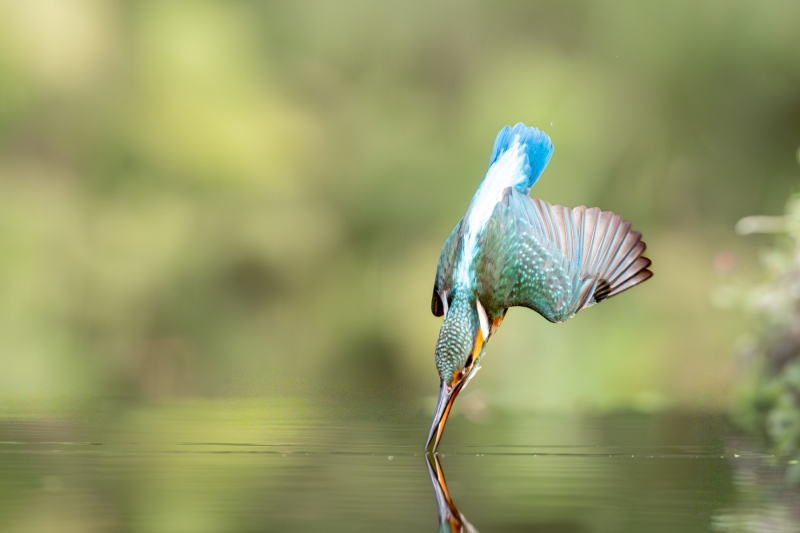 La flèche bleue juste avant la pêche