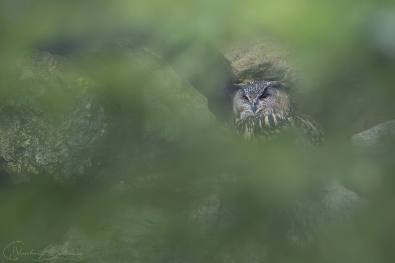 Hibou grand-duc
