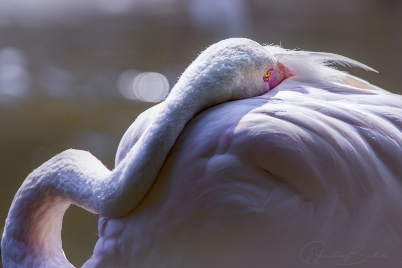 Flamant rose