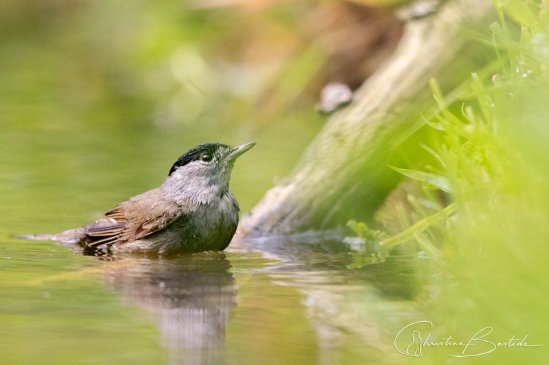 Fauvette à tête noire
