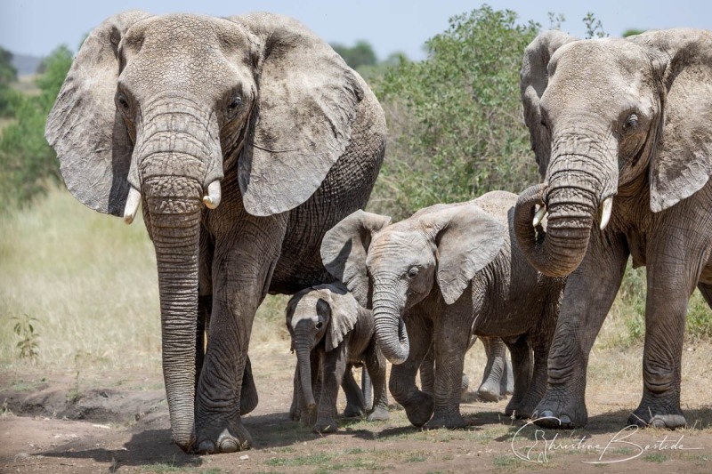 La famille pachyderme