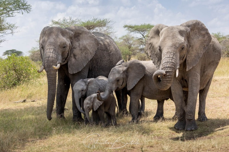 La famille d'éléphants