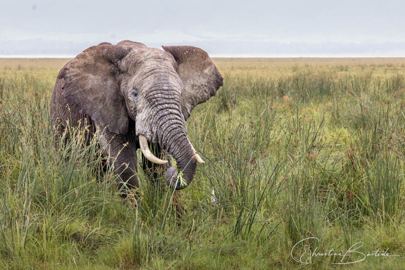 Elephant d'Afrique