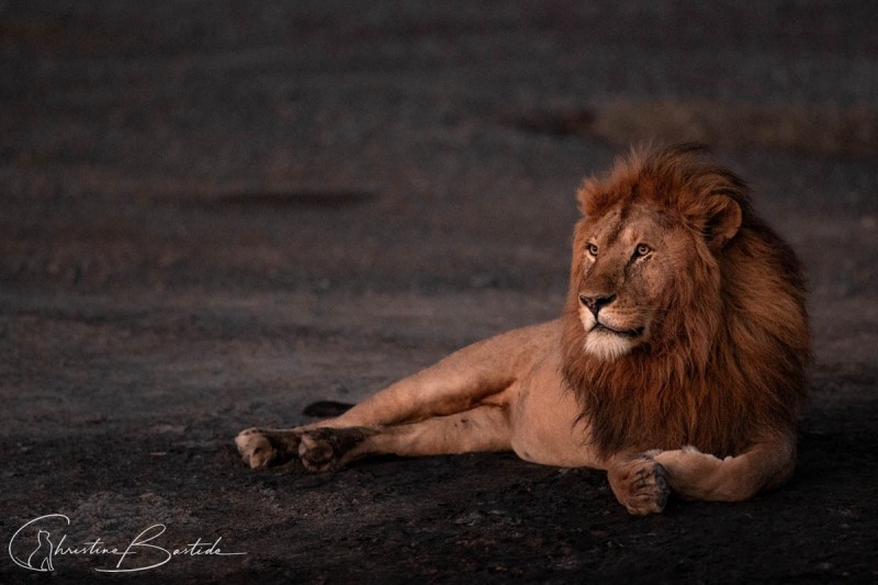 Lion au soleil levant