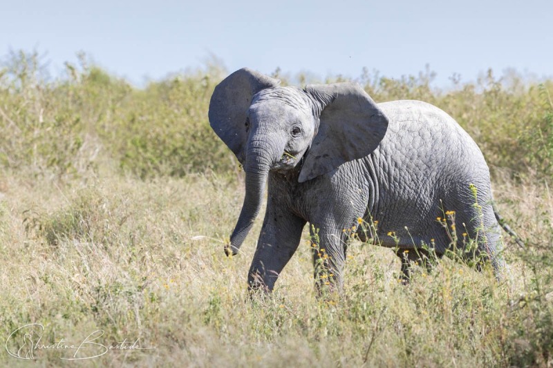 Elephanteau